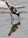 Blacksmith Plover-0843.jpg